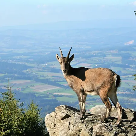 Bergchalet Mit Wellness-oase, Pur * Pollauberg