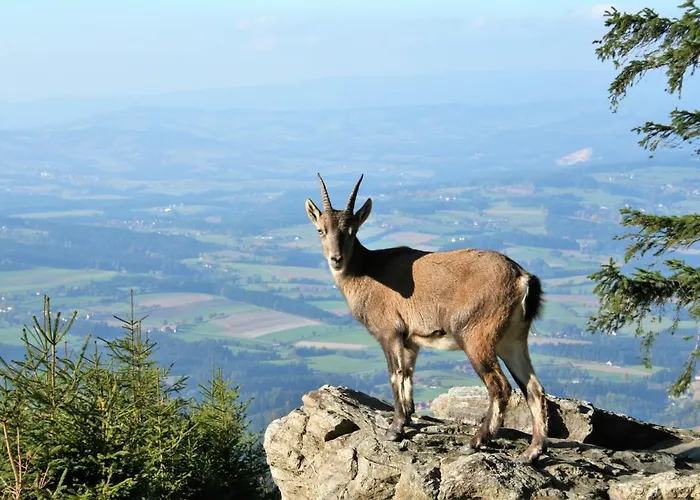 Bergchalet Mit Wellness-oase, Pur * Pöllauberg
